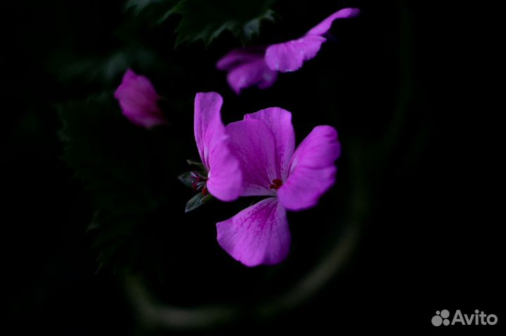 Фотограф / видеооператор / монтажер