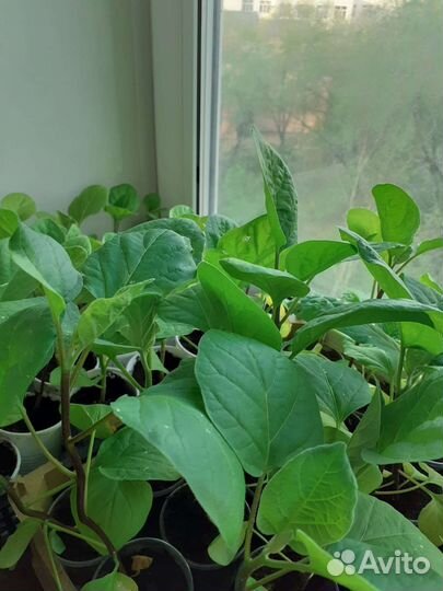 Рассада баклажан и перца