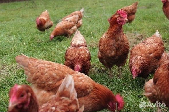 Куры несушки