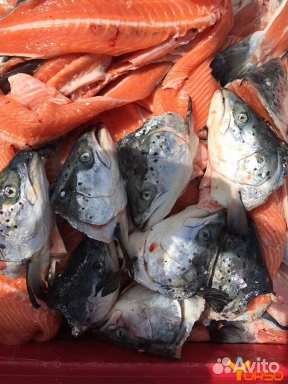 Продам набор для ухи из лосося