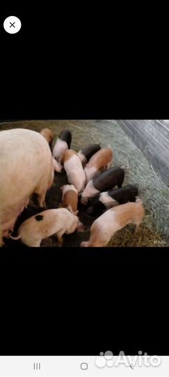 Поросята ландрас дюрок