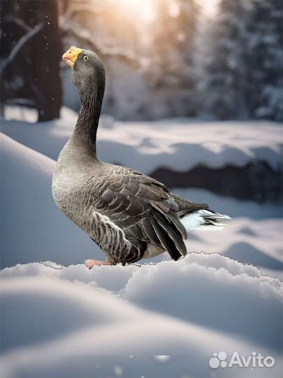 Гуси перияр