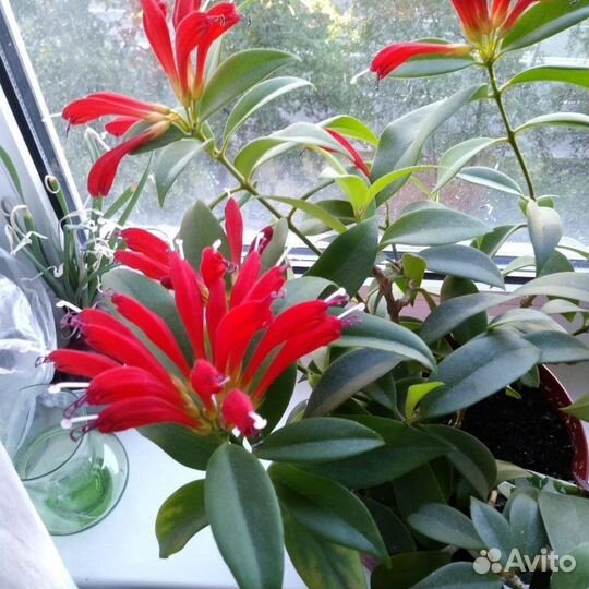 Эсхинантус