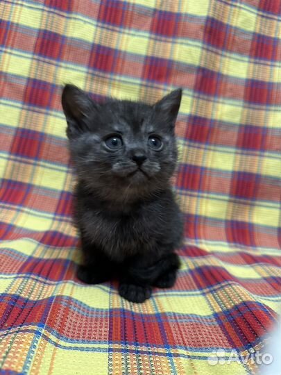 Котята шотландцы