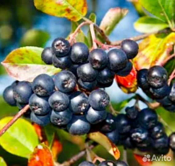 Черноплодка