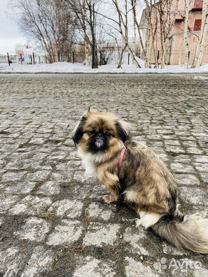 Вязка пекинеса