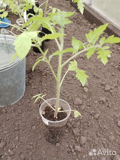 Рассада помидор, перцев