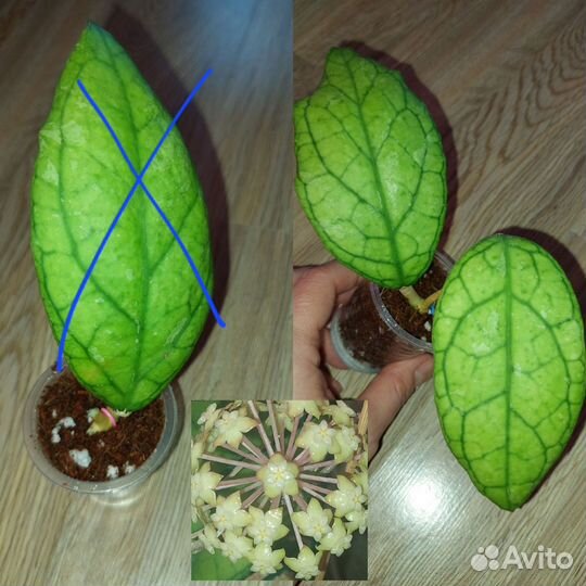 Хойя hoya