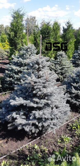 Голубая ель саженцы
