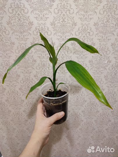 Домашние растения