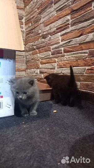 Котята