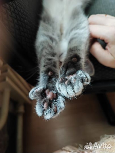 Домашняя передержка