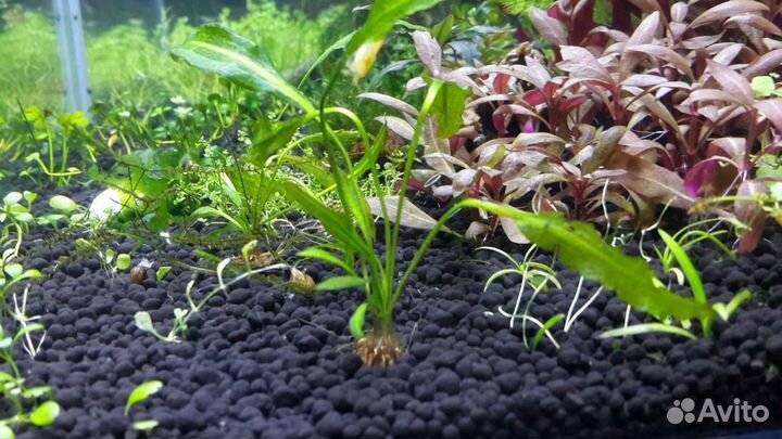 Альтернатера