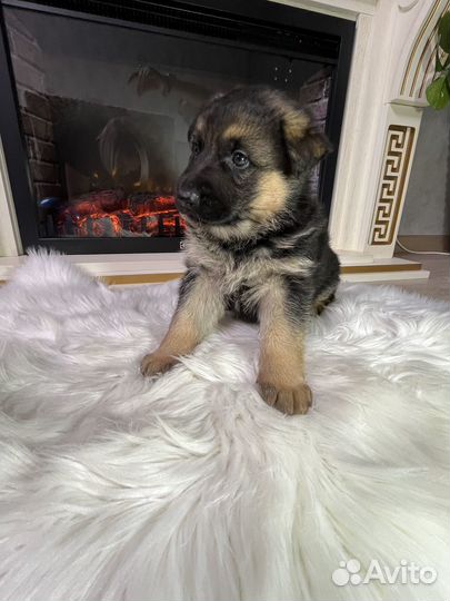 Щенки немецкой овчарки