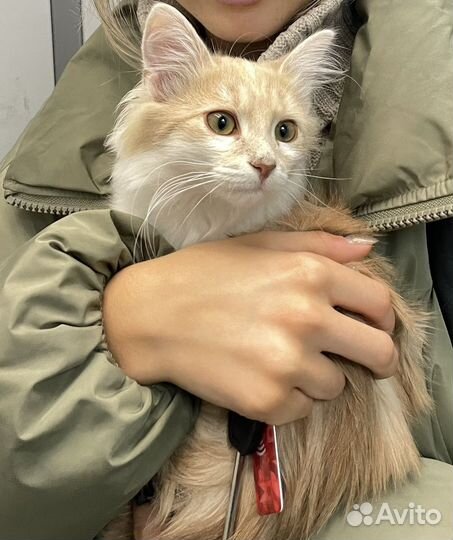 Котенок
