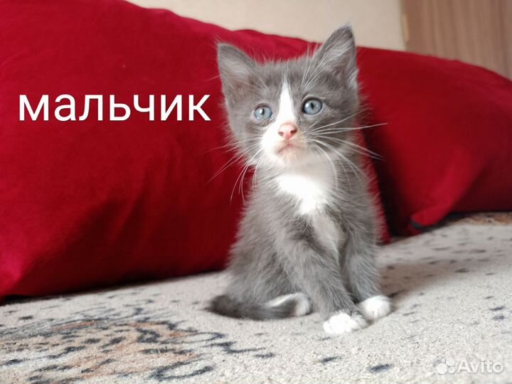 Котята