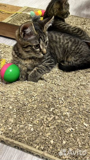 Котенок в добрые руки