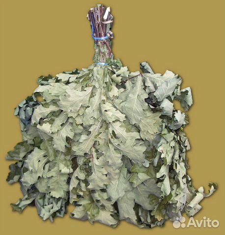 Продам дубовые веники