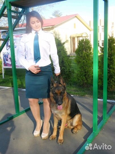 Передержка/Дрессировка собак