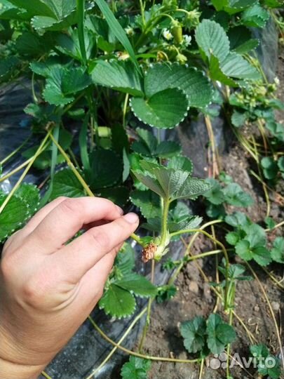 Рассада ремонтантной клубники