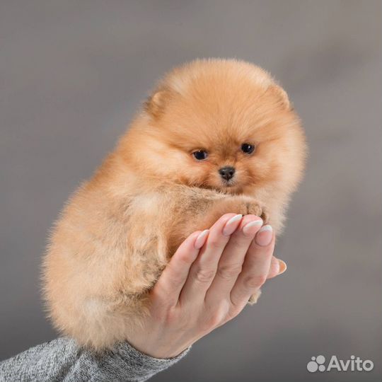 Померанский шпиц