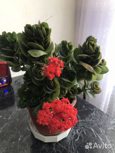 Каланхоэ броссфельда