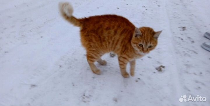 Котик в добрые руки