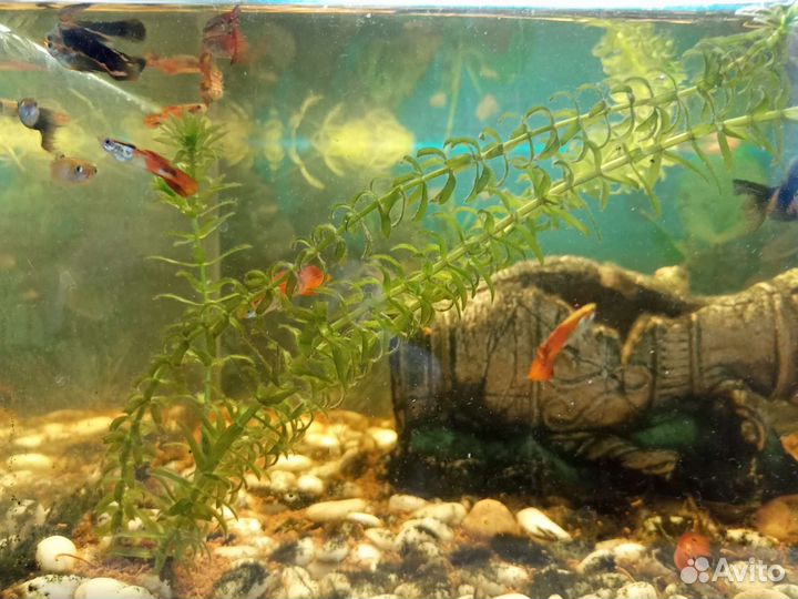 Рыбки Гуппи