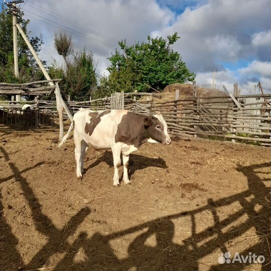 Две коровы две тёлочки два бычка