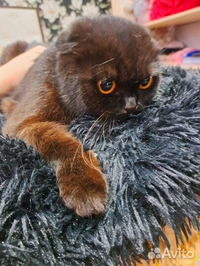 Шотландская