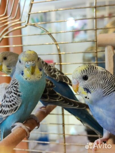 Птенцы Волнистые попугаи