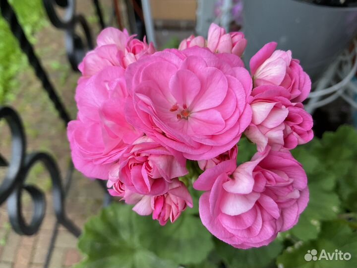 Укоренённые черенки пеларгонии