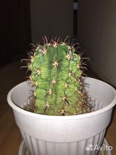 Большой кактус
