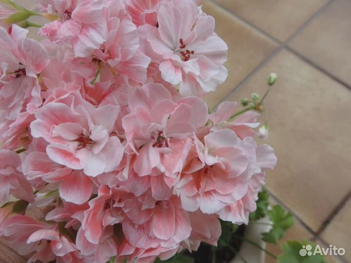 Та Осенний блюз