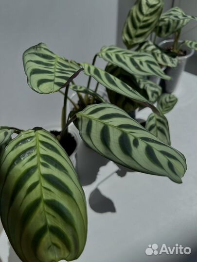 Калатея Ктенанта Бурле-марксии