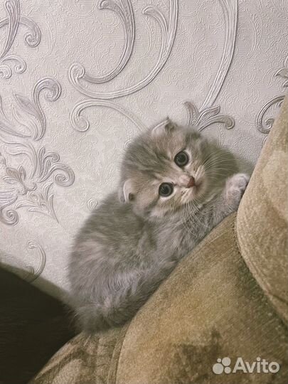 Шотландская вислоухая