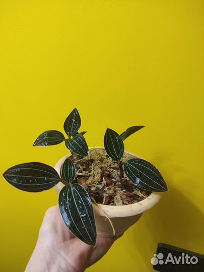 Орхидея лудизия