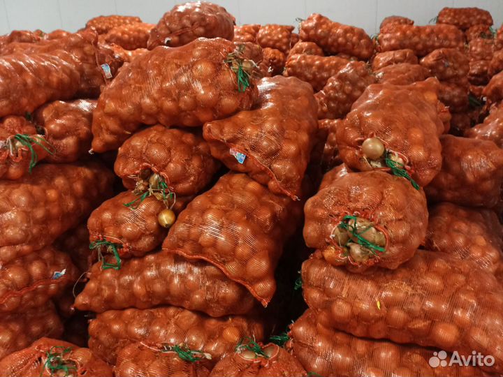 Лук репчатый продажа