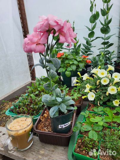 Рассада Эустома с бутонами, лобелия