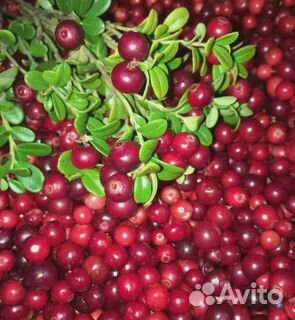 Клюква,орех кедровый