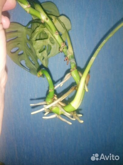 Монстера Манки