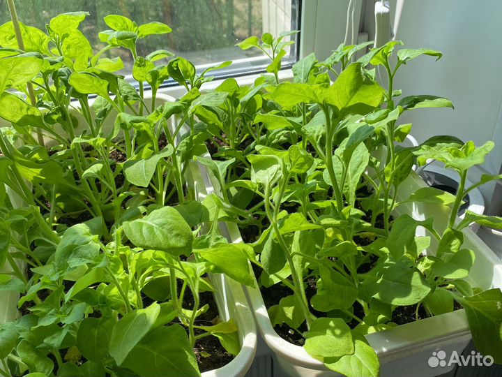 Петунья рассада