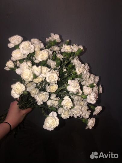 Гвоздика кустовая