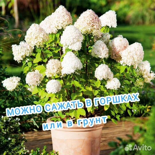 Бо-бо метельчатая гортензия