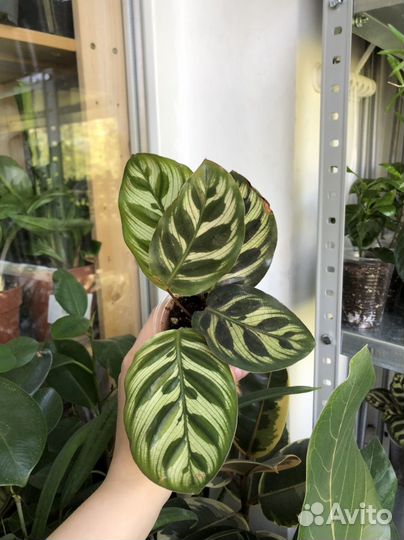 Калатея макоя