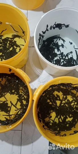 Пиявки медицинские, восточные