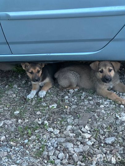 Щенки