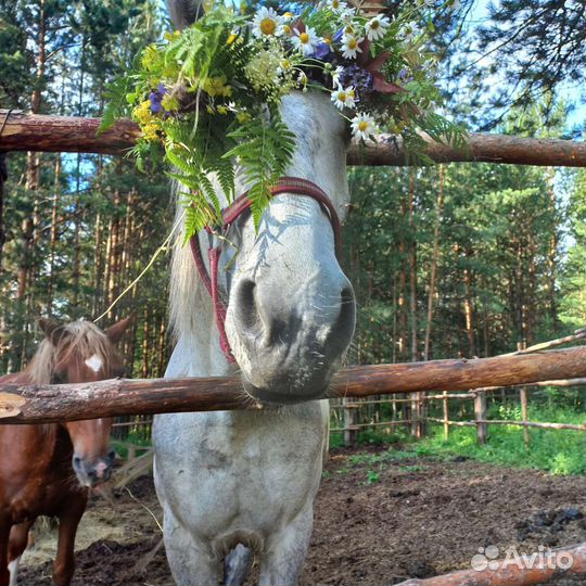 Конные прогулки
