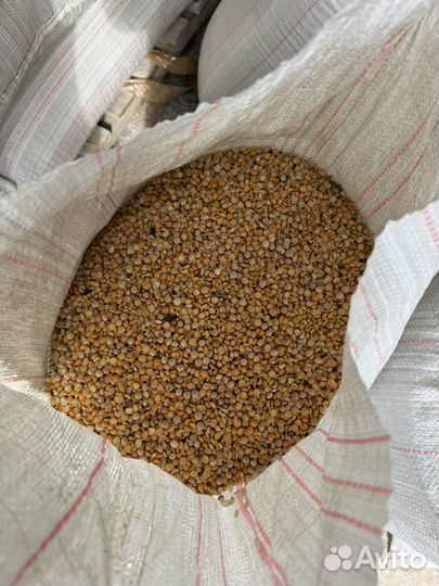 Горох кормовой