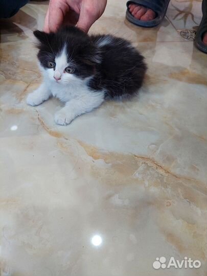 Кошка в дар